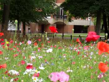 Wildflowers outside Sussex House