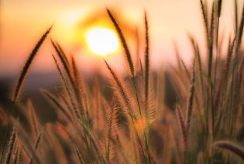 Sun set within a corn field