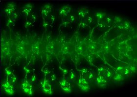 a fluorescent probe labels the nervous system of a Drosophila embryo