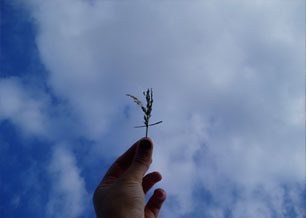 Hand holding grass against blue sky