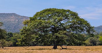 Ceiba tree in pasture with tropical dry forest in the background