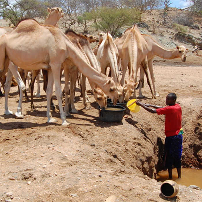 A man feeds camels from a small watering hole.