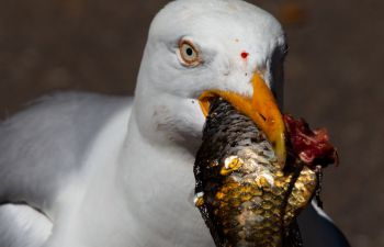 A Herring Gull eating a carp