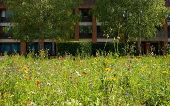 one of the wildflower meadow on campus