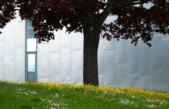 Image of tree on campus