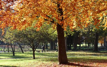 The leaves of the tree on the foreground have turned yellow and cover the grass underneath in contrast to the green trees behind it