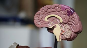 A close up of half a model brain in a lab setting