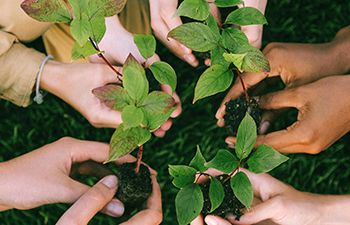 Hands holding plants