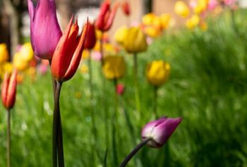 Colourful tulips