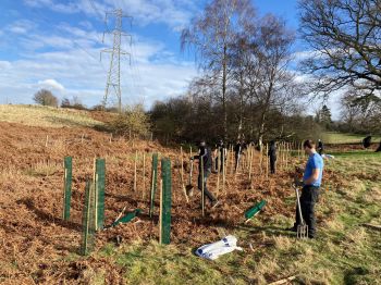 Trees for trips scheme, trees being planted in Sussex