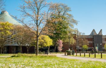 Image of trees and campus buildings