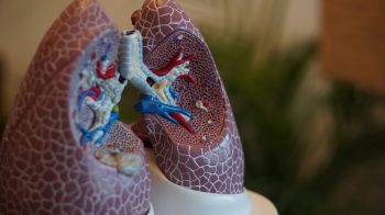 A close up of a model set of lungs