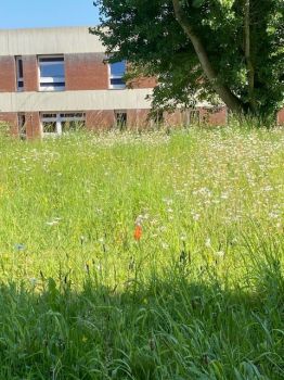 An image of the wildflower meadow by Sussex House with a flag marking an orchid