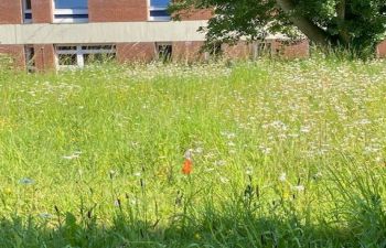 An image of the wildflower meadow by Sussex House with a flag marking an orchid