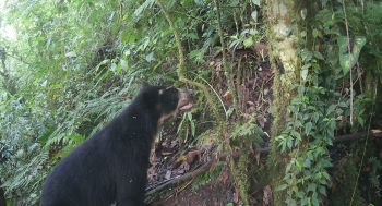 An Andean Bear in the Ecuadorian Andes