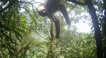 An endangered White-Fronted Capuchin hanging from a tree