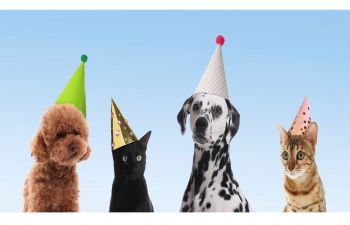 Cats and dogs with party hats on light blue gradient background, banner design