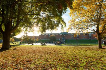 trees on campus with orange autumn leaves on the grass