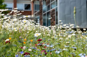 Wildflowers on campus