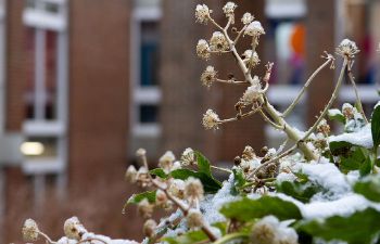 Winter scene on campus