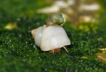 Snail adaptation, wave ecotype snail (small) and crab ecotype snail (large).