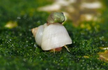 Snail adaptation, wave ecotype snail (small) and crab ecotype snail (large).