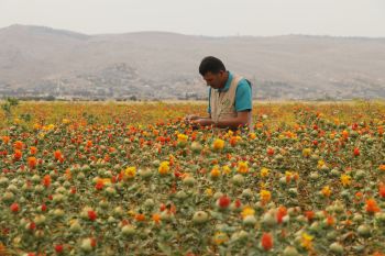 An agricultural worker in Northwest Syria