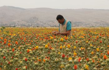 An agricultural worker in Northwest Syria