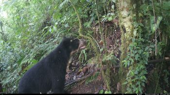 Andean bear image captured on camera trap as part of research