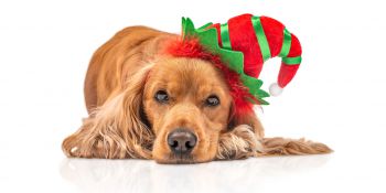 Dog rests wearing a festive hat