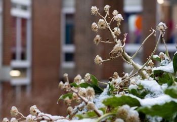 A wintery scene on campus