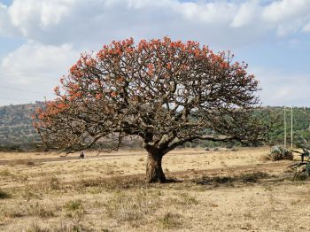 A tree in Monduli district