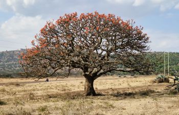 A tree in Monduli district