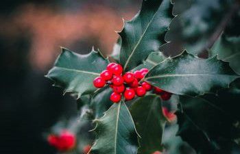 A sprig of holly