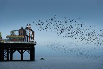 Blue Brighton and starling murmuration