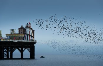 Blue Brighton and starling murmuration