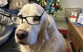 a golden retriever wearing a pair of glasses