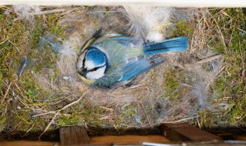 Blue tits nesting