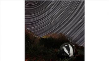 Star trails on night sky with badger in foreground