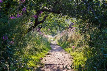 Photograph of country path with circle of trees branches bowing over the top. On the bottom of the image both sides are full of overgrown grass and bushes with purple/pink flowers dotted around. Sunlight dapples the path amidst silhouettes of leaves.