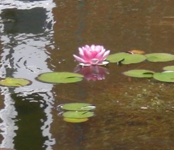 a pink waterlily flower floating on water surrounded by 8 green lily pad leaves