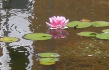 a picture of a pink waterlily flower floating in water, surrounded by 8 green lily pad leaves