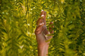 tree leaves & a hand reaching up to signify sustainability