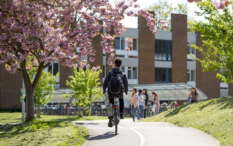 Cyclist under blossom tree on campus