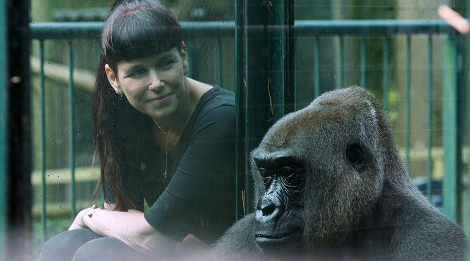 Professor Gillian Forrester sitting next to an ape on the other side of a glass wall