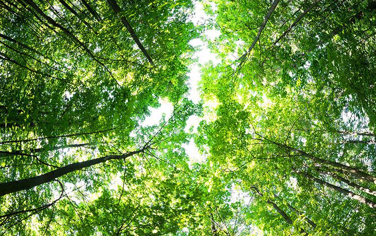 A grove of tall trees with their leaves in daylight