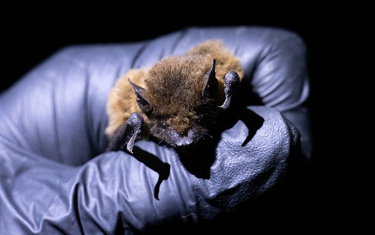 Bat being expertly handled and monitored by Sussex's Professor of Environmental Biology Fiona Mathews in Stanmer Park, beside the Sussex campus