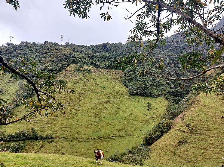 Deforested land