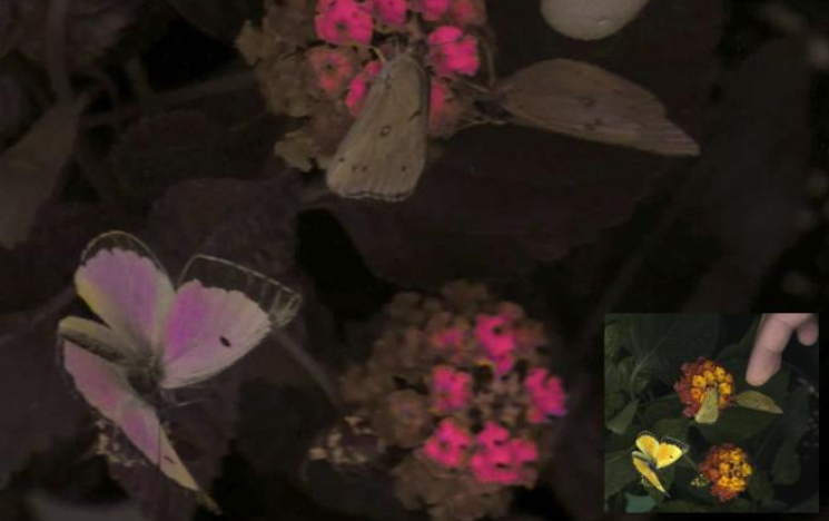 Vasas et al. (2024) unveil a new camera system and software package that allows both researchers and filmmakers to capture and display animal-view videos. This image of three male orange sulphurs Colias eurytheme is an example of one such depiction.