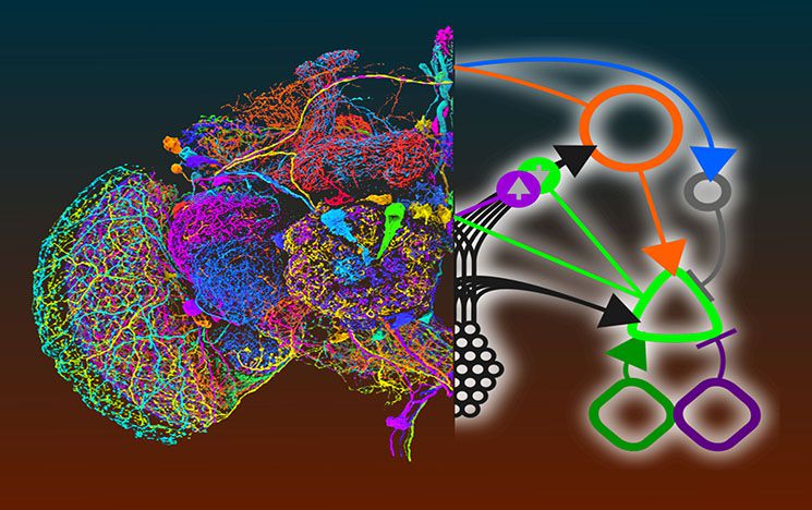 Brain Image split